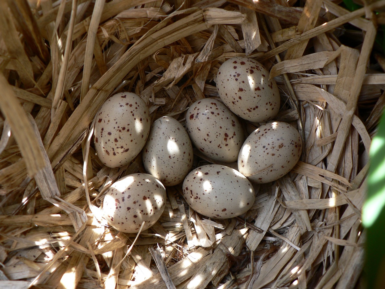 eggs bird nest free photo