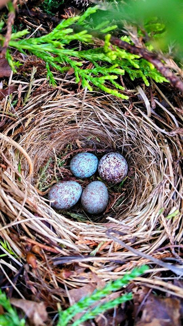 eggs birds nest free photo