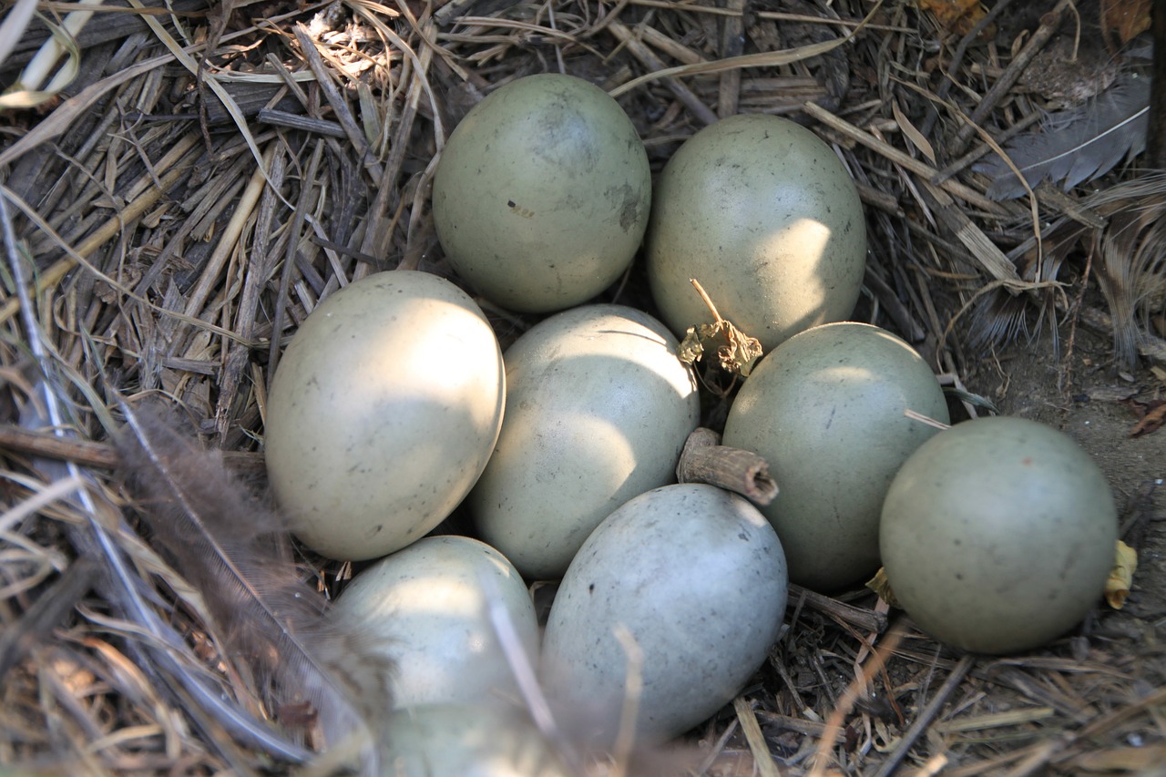 eggs field nest free photo