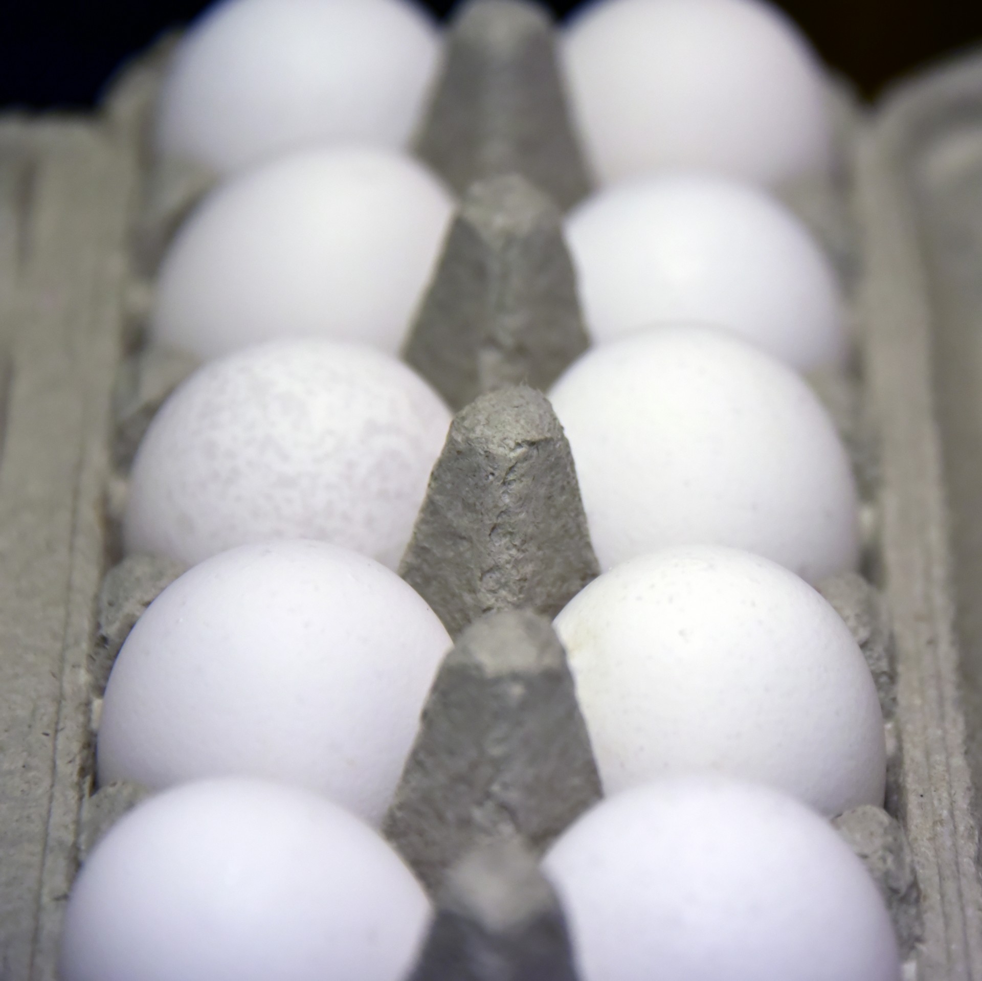 eggs carton grey free photo