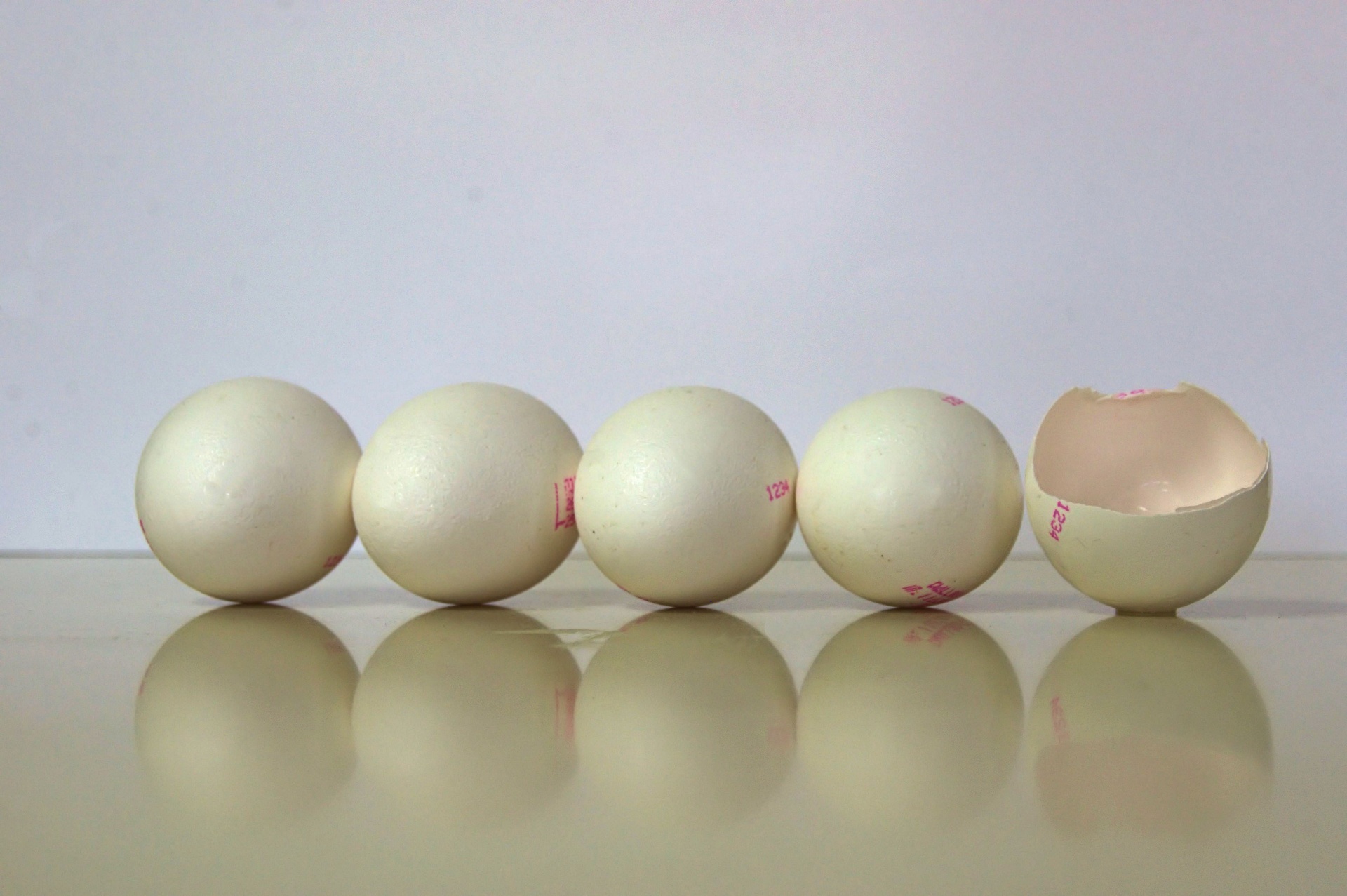 eggs row chicken free photo