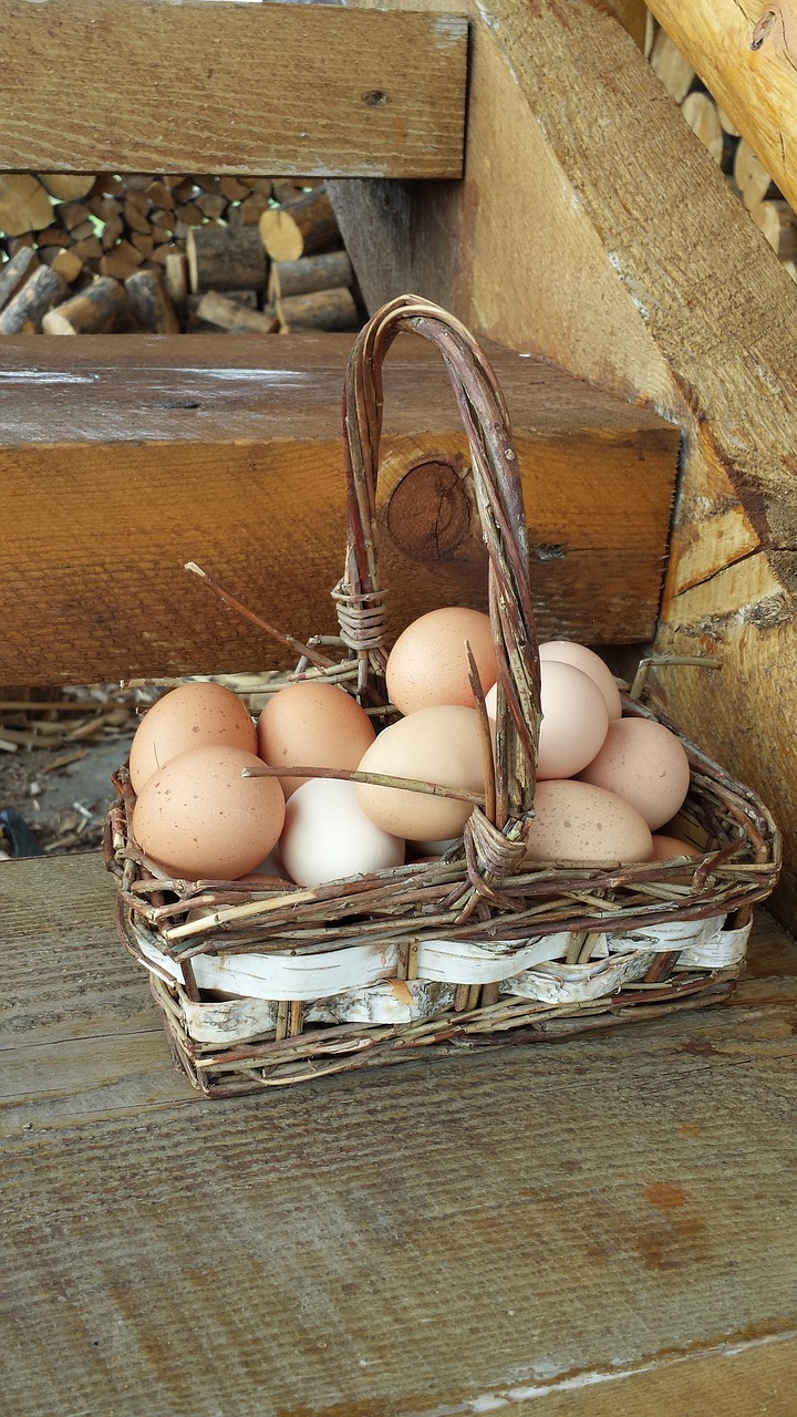 eggs in one basket eggs basket free photo