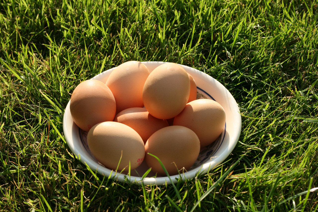 egg eggs food free photo