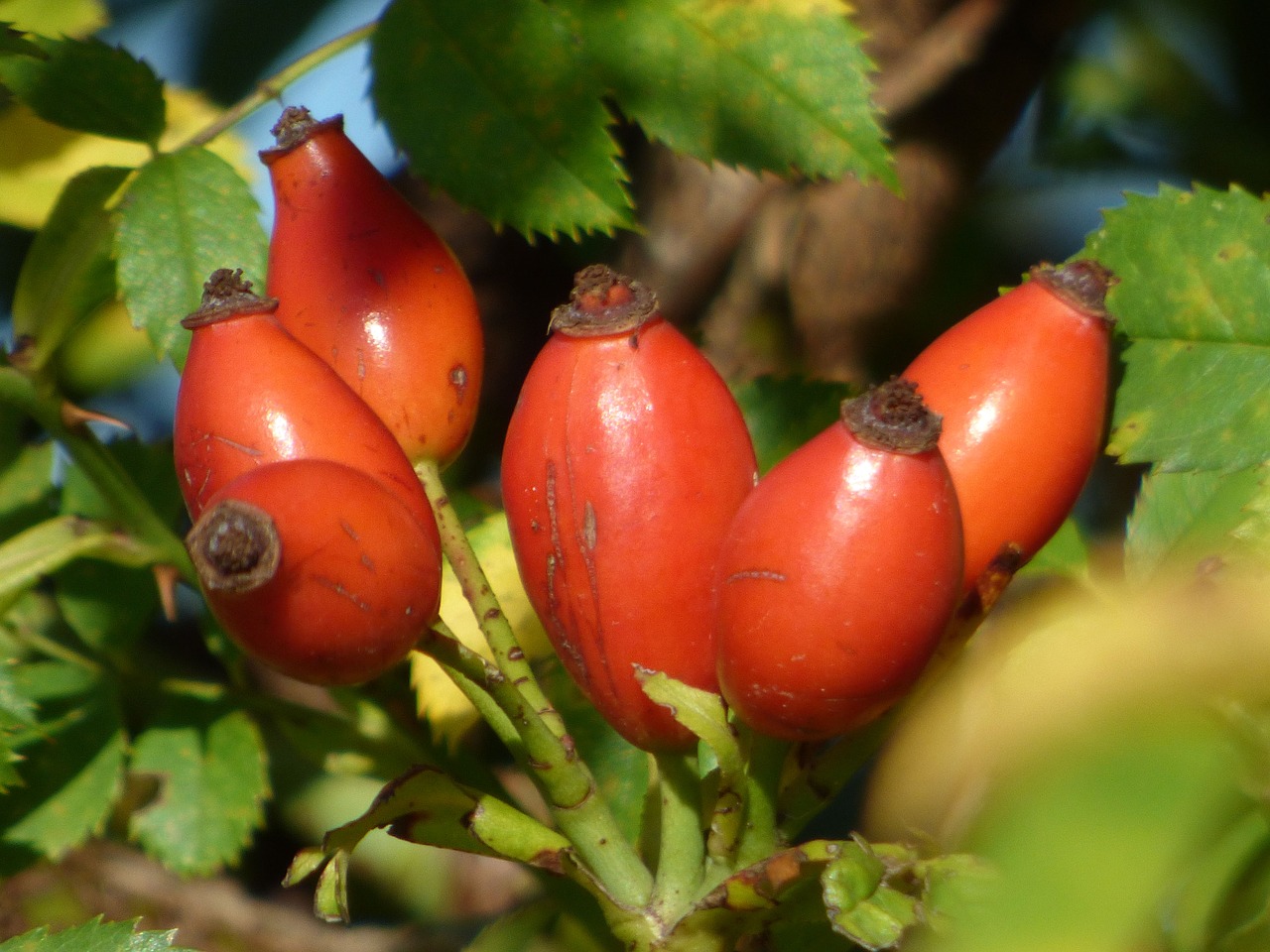 eglantine  fruit  shrub free photo