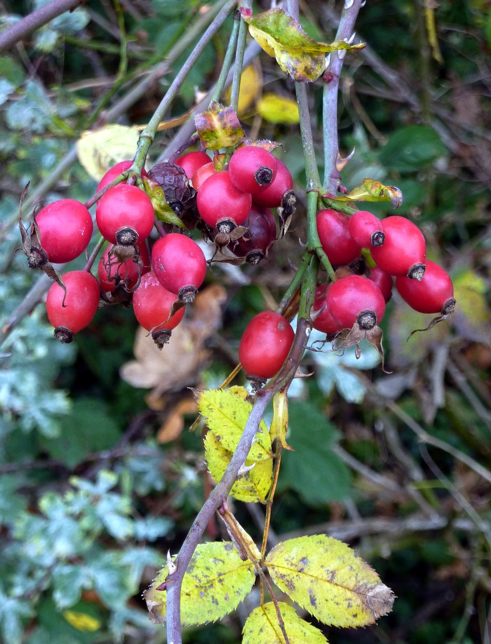 églantines fruit red free photo