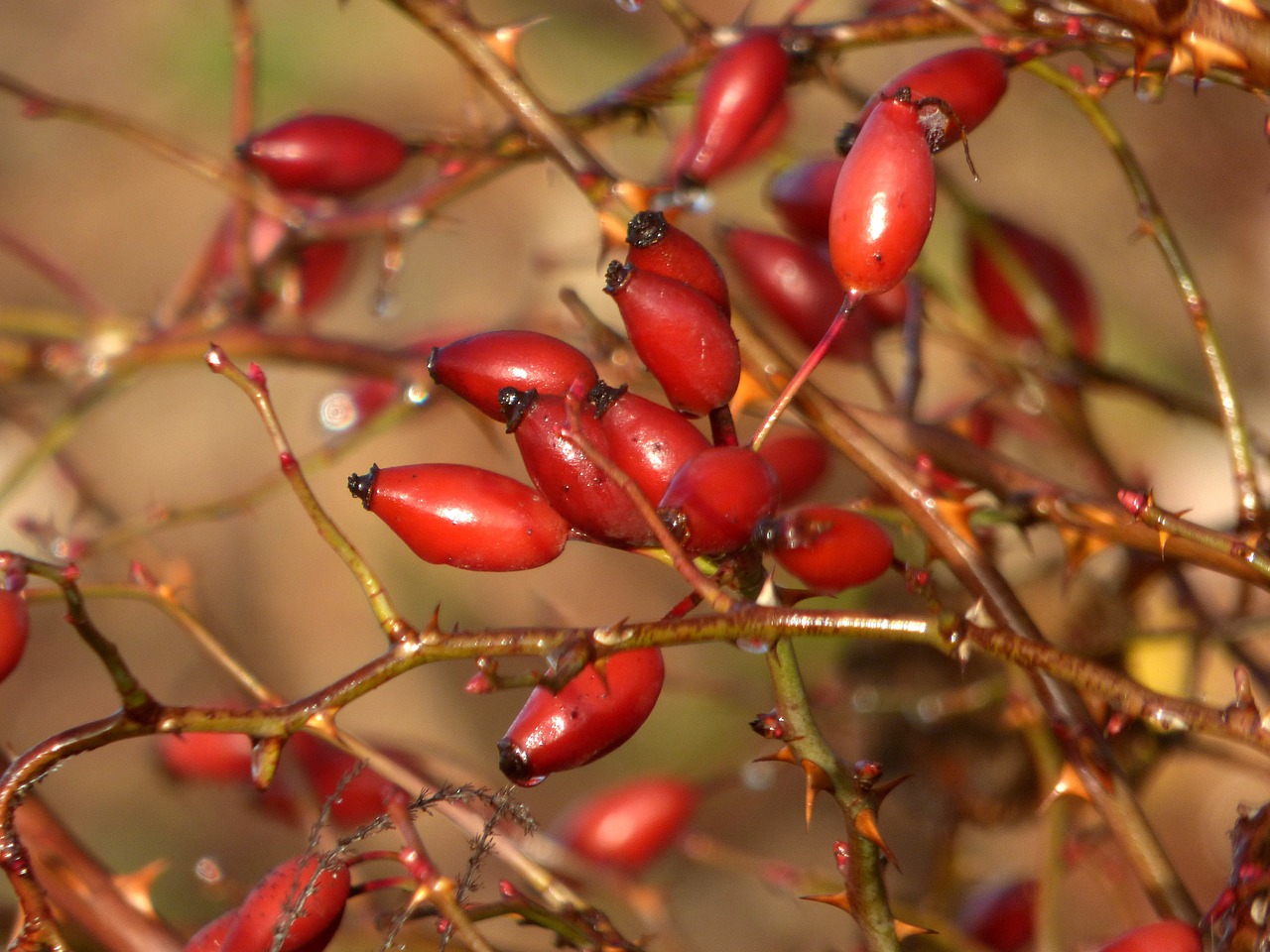 églantines  fruit  red free photo