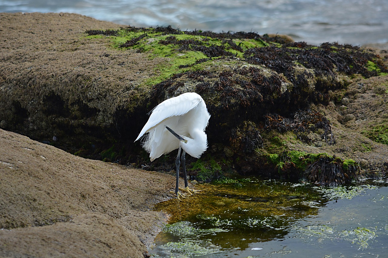 egret bird ornithology free photo