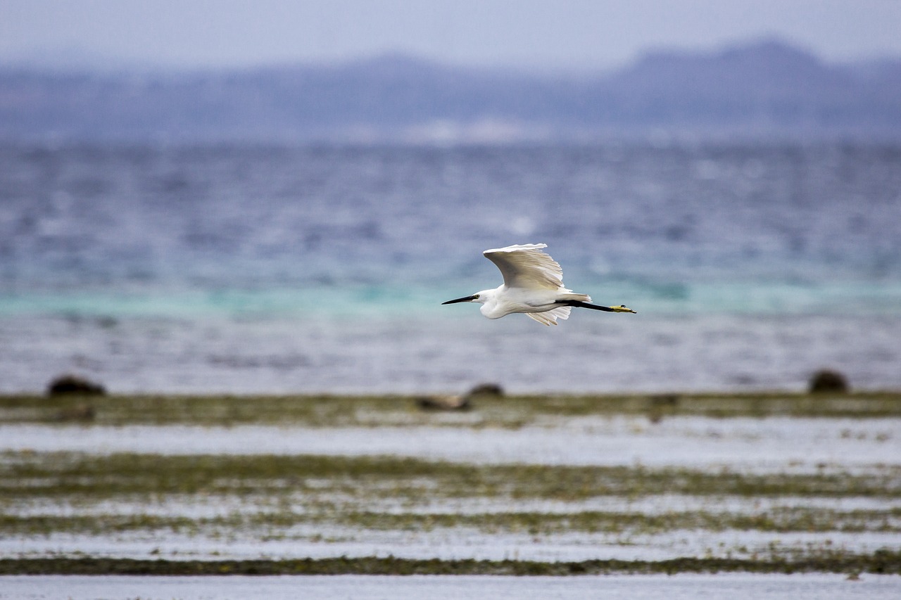 egret little egret bird free photo