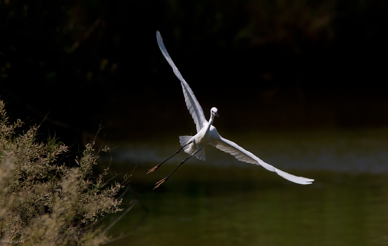 egret bird wildlife free photo