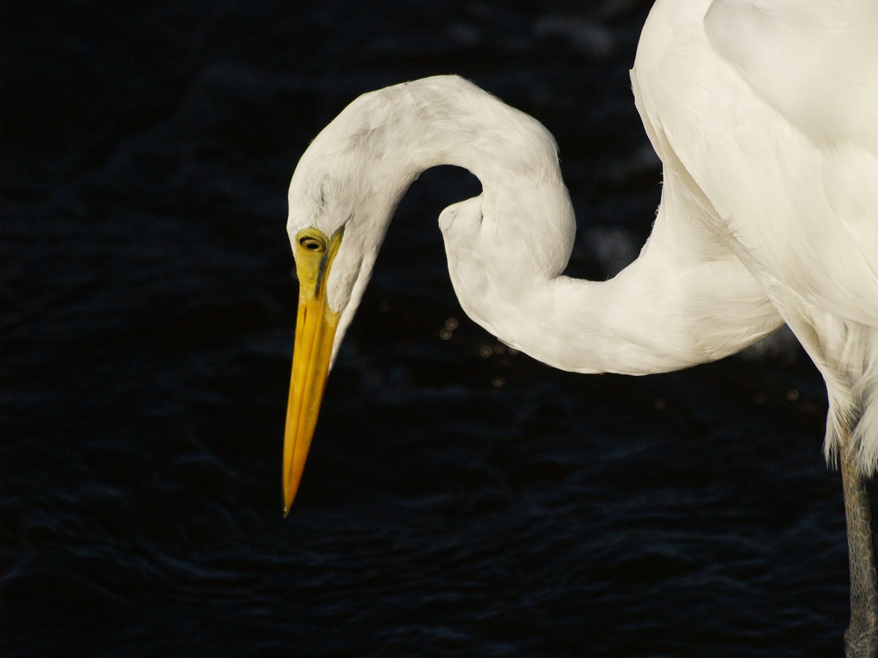 egret bird white free photo