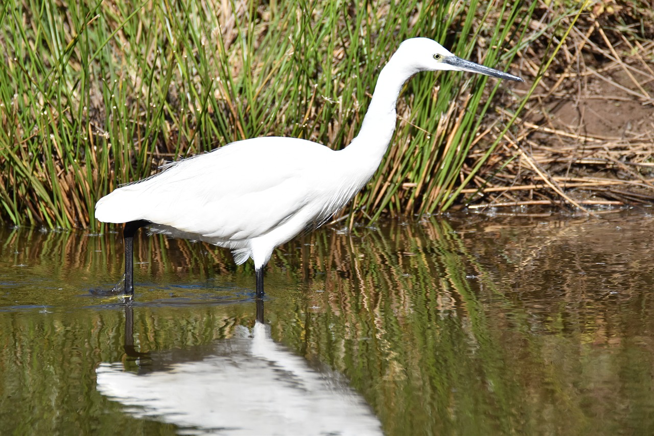 egret bird lesser white heron free photo