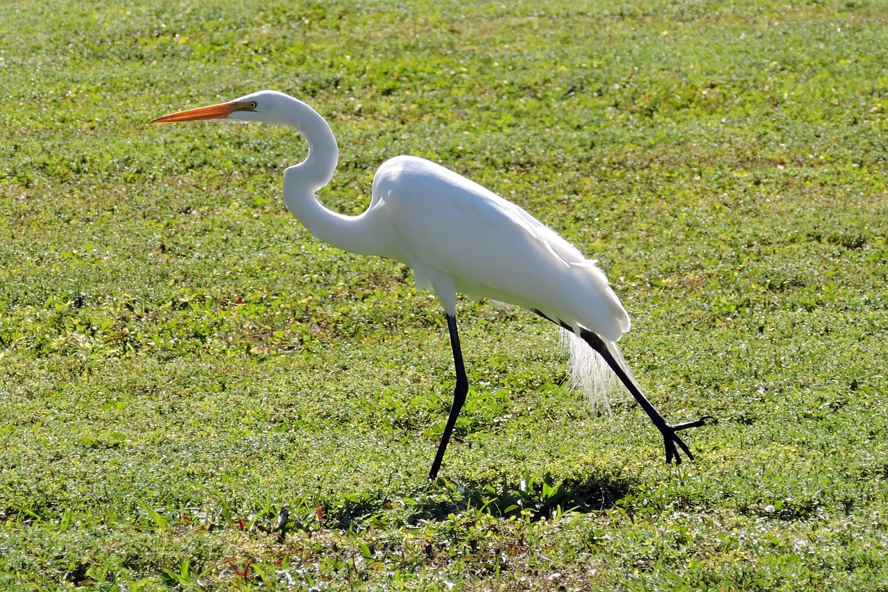 egret bird wildlife free photo