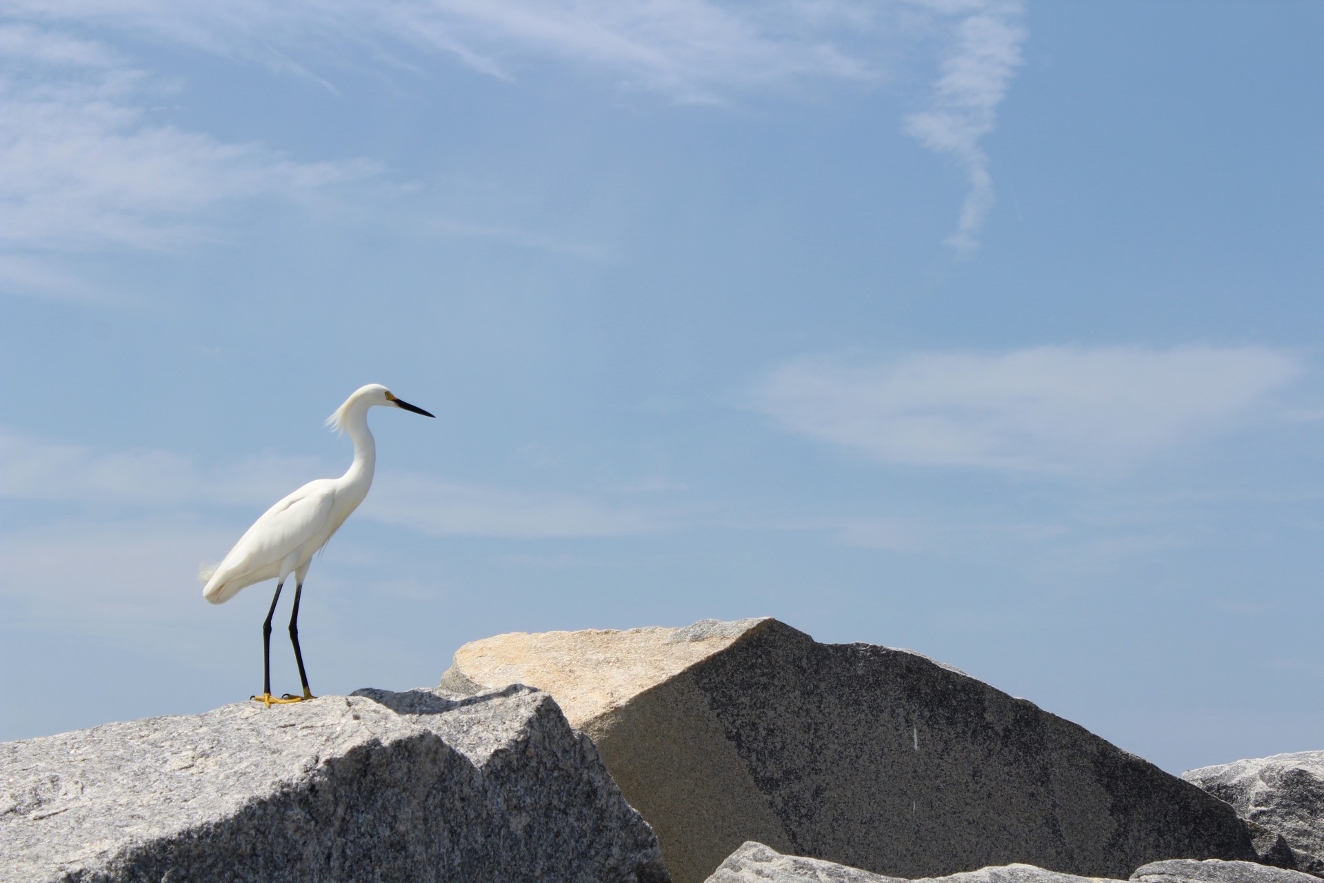 egret heron bird free photo