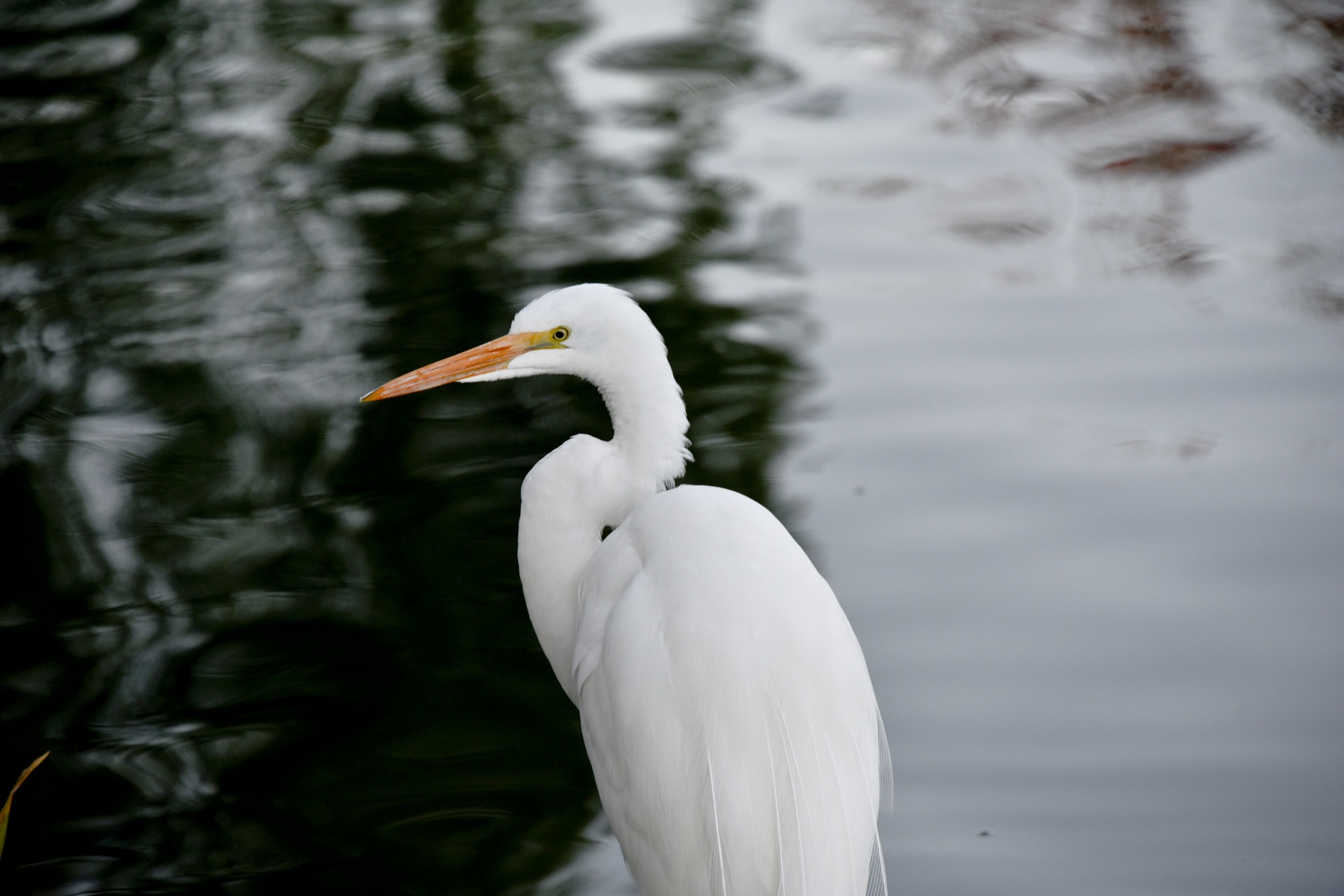 egret white great free photo