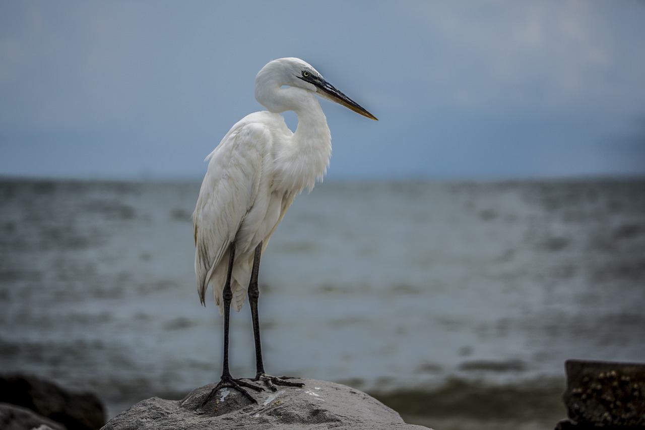 egret white bird beach free photo