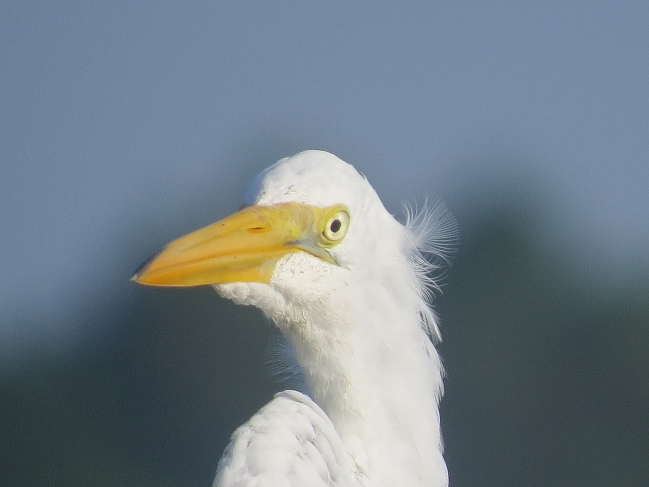 egret bird wildlife free photo
