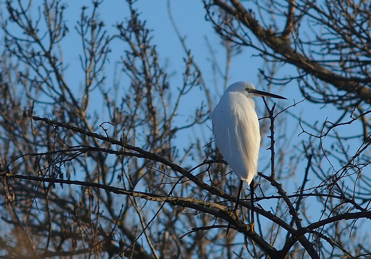 egret nature bird free photo