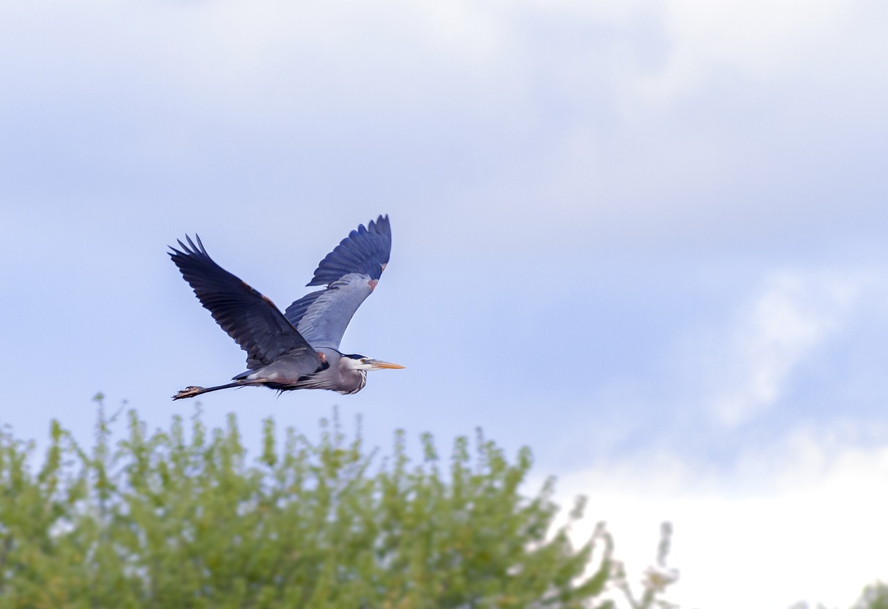 egret bird wildlife free photo