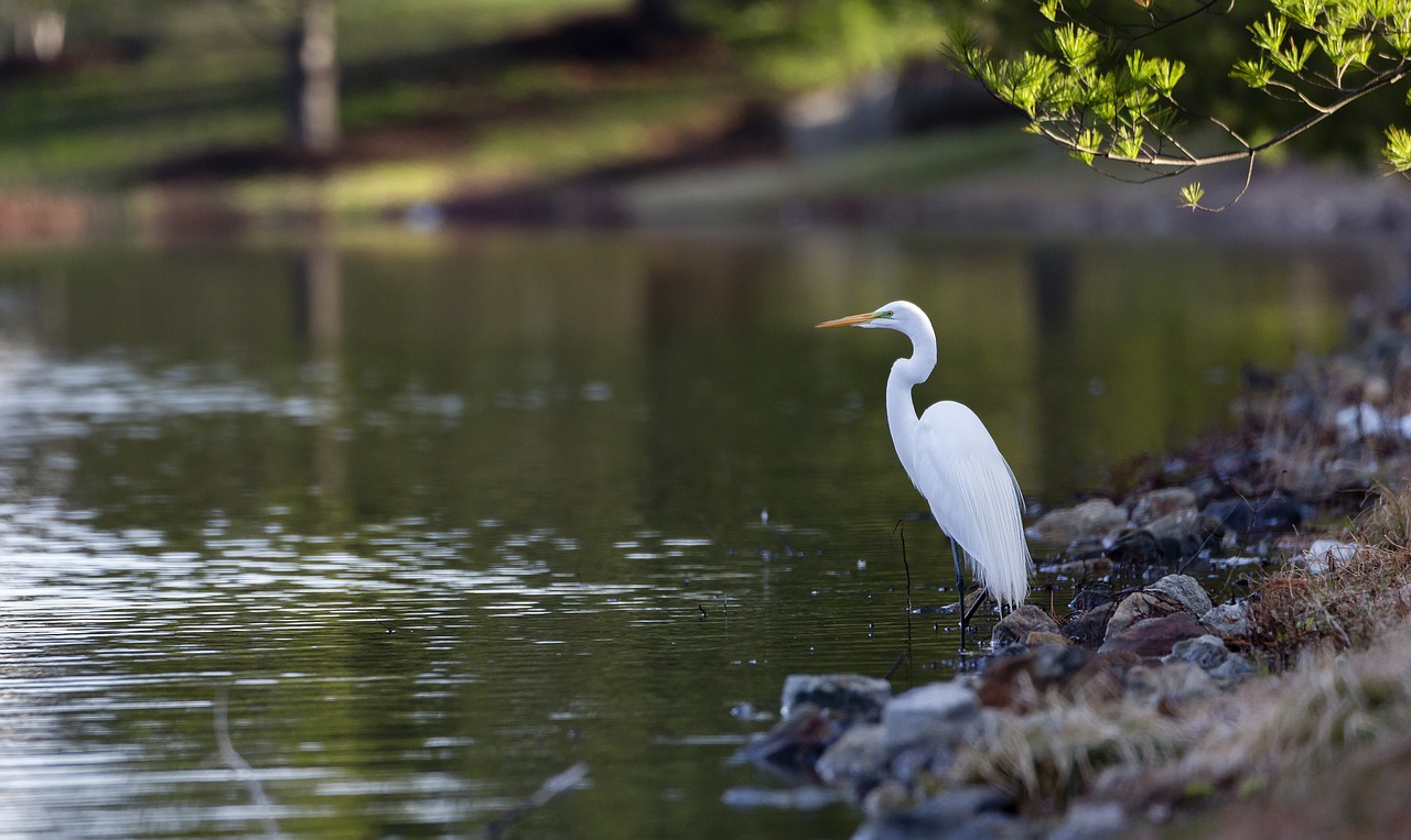 egret bird great egret free photo