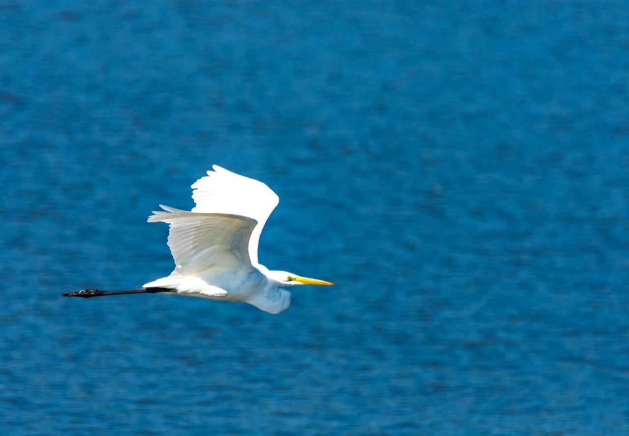 egret heron bird free photo