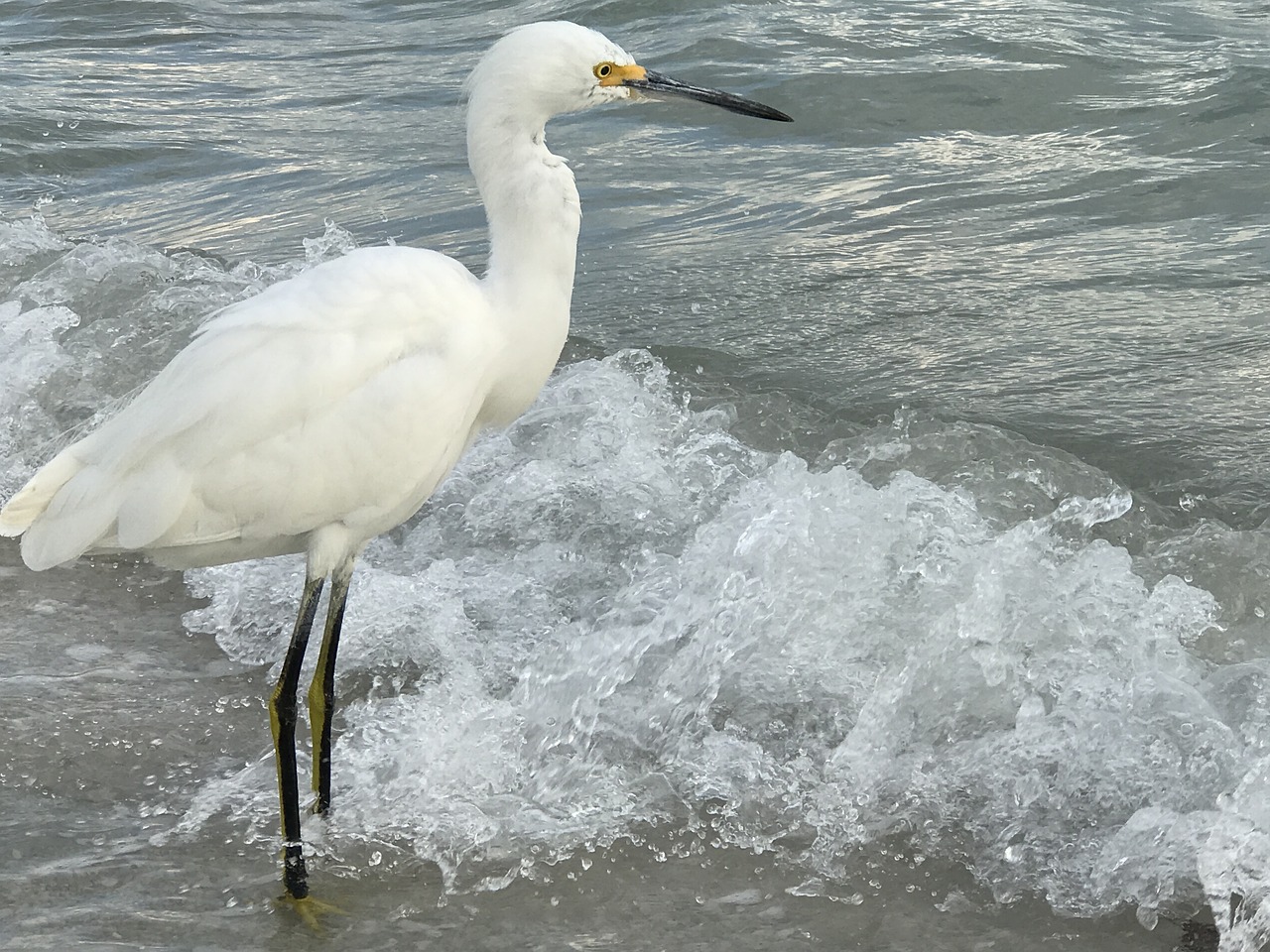 egret bird bird-watching free photo