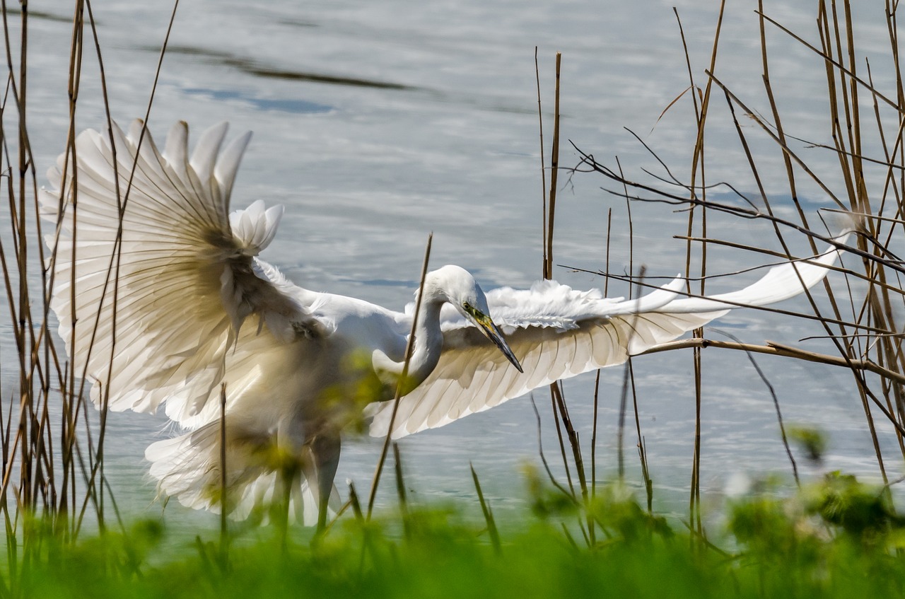 egret bird heron free photo