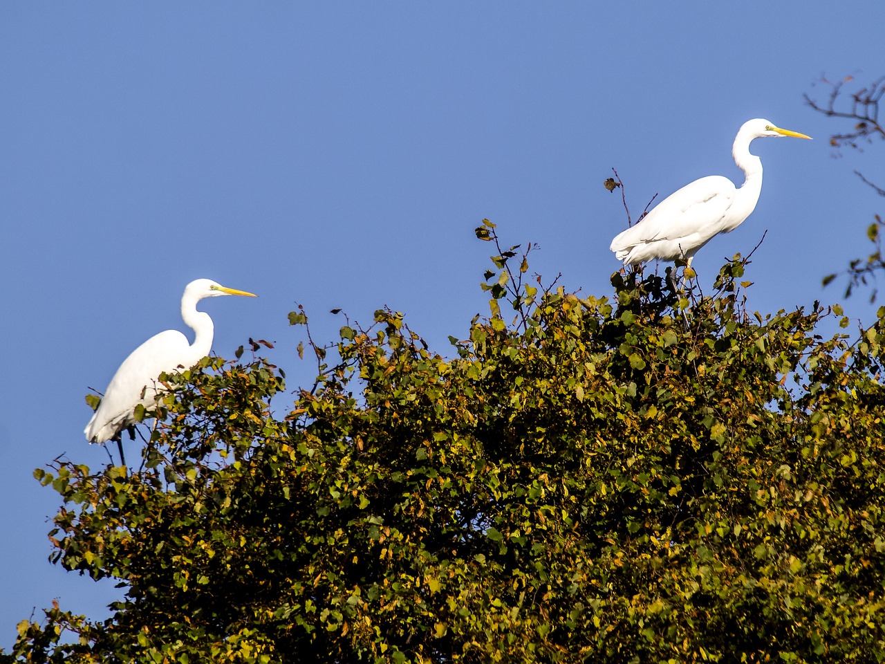 egret bird water bird free photo