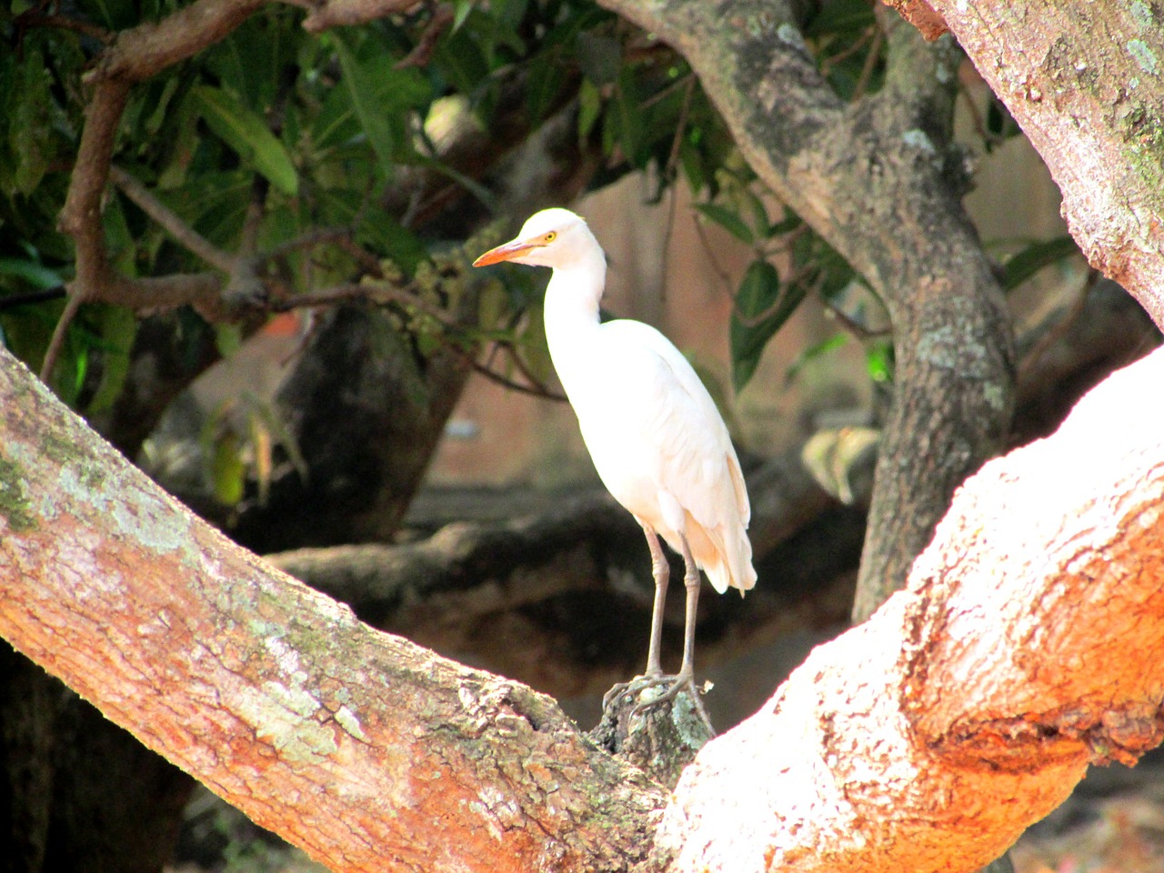 egret dharwad india free photo