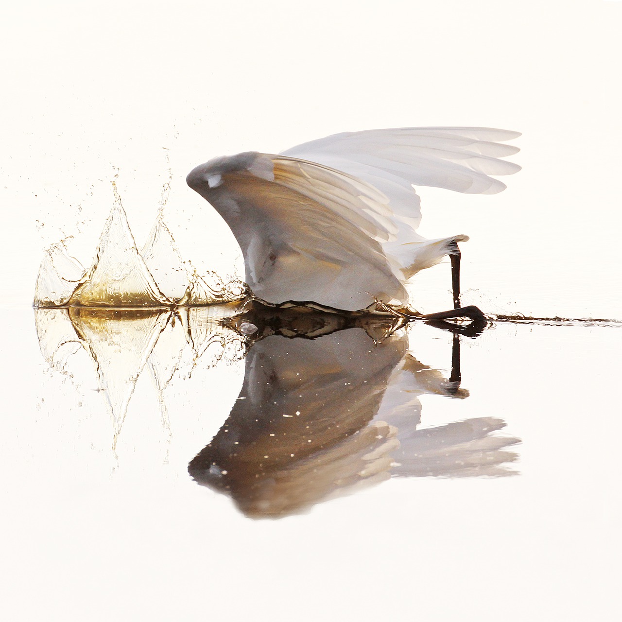 egret waterfowl bird free photo