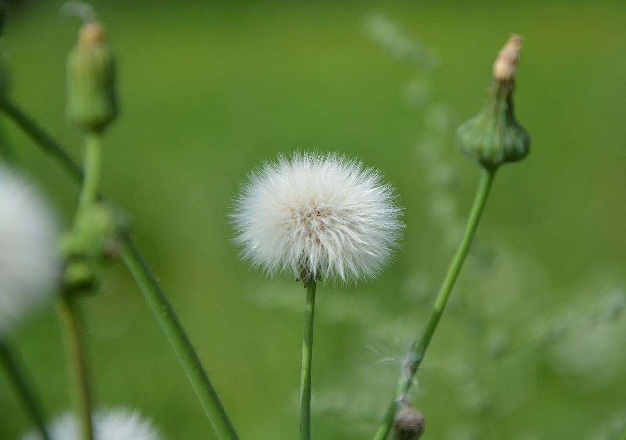 egret flowers nature free photo