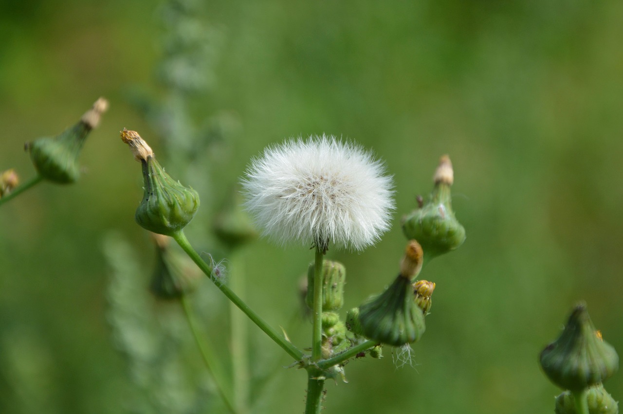 egret fruit of the flower pre free photo