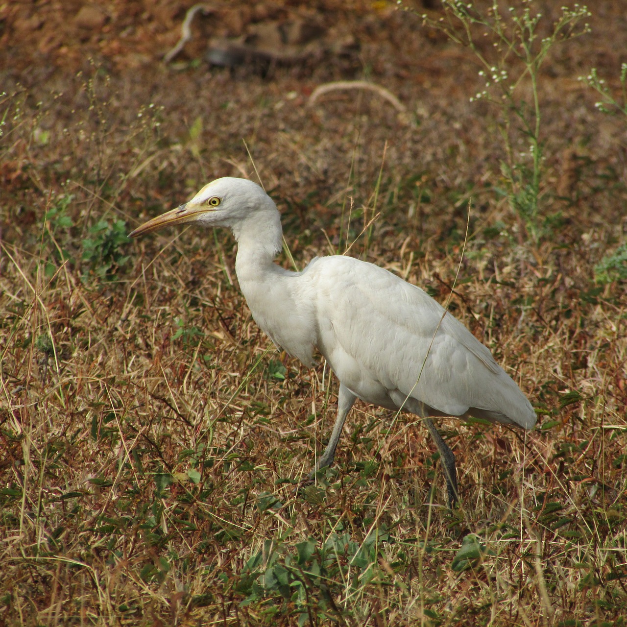 egret india wildlife free photo