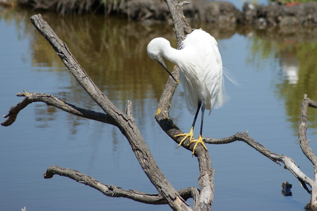 egret camargue summer free photo