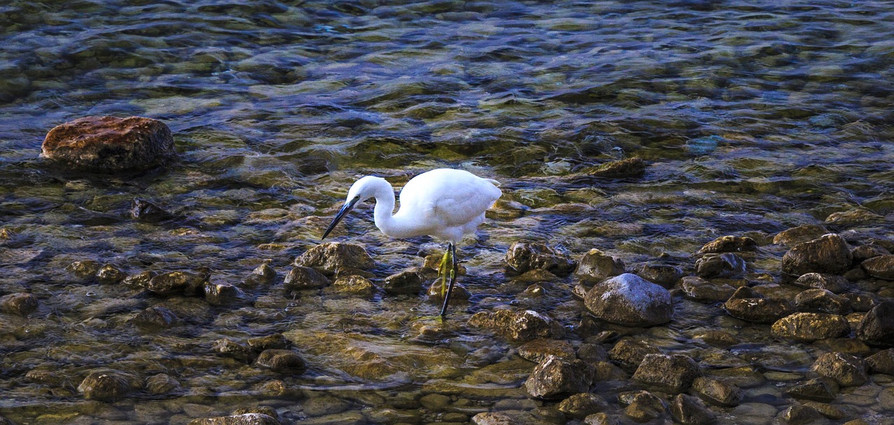 egret garda holiday free photo