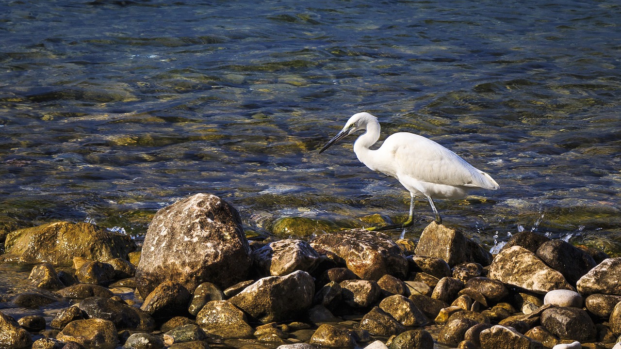 egret garda holiday free photo