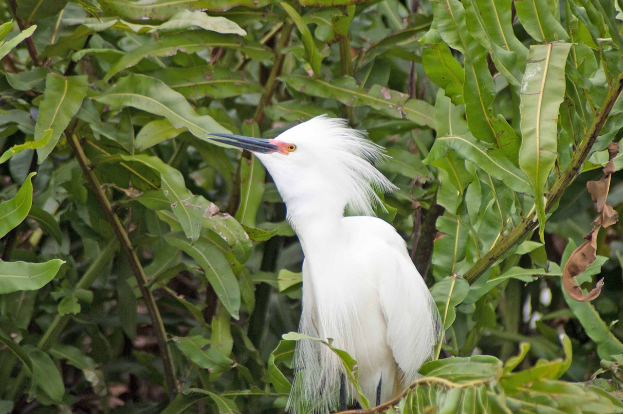 egret snowy heron free photo