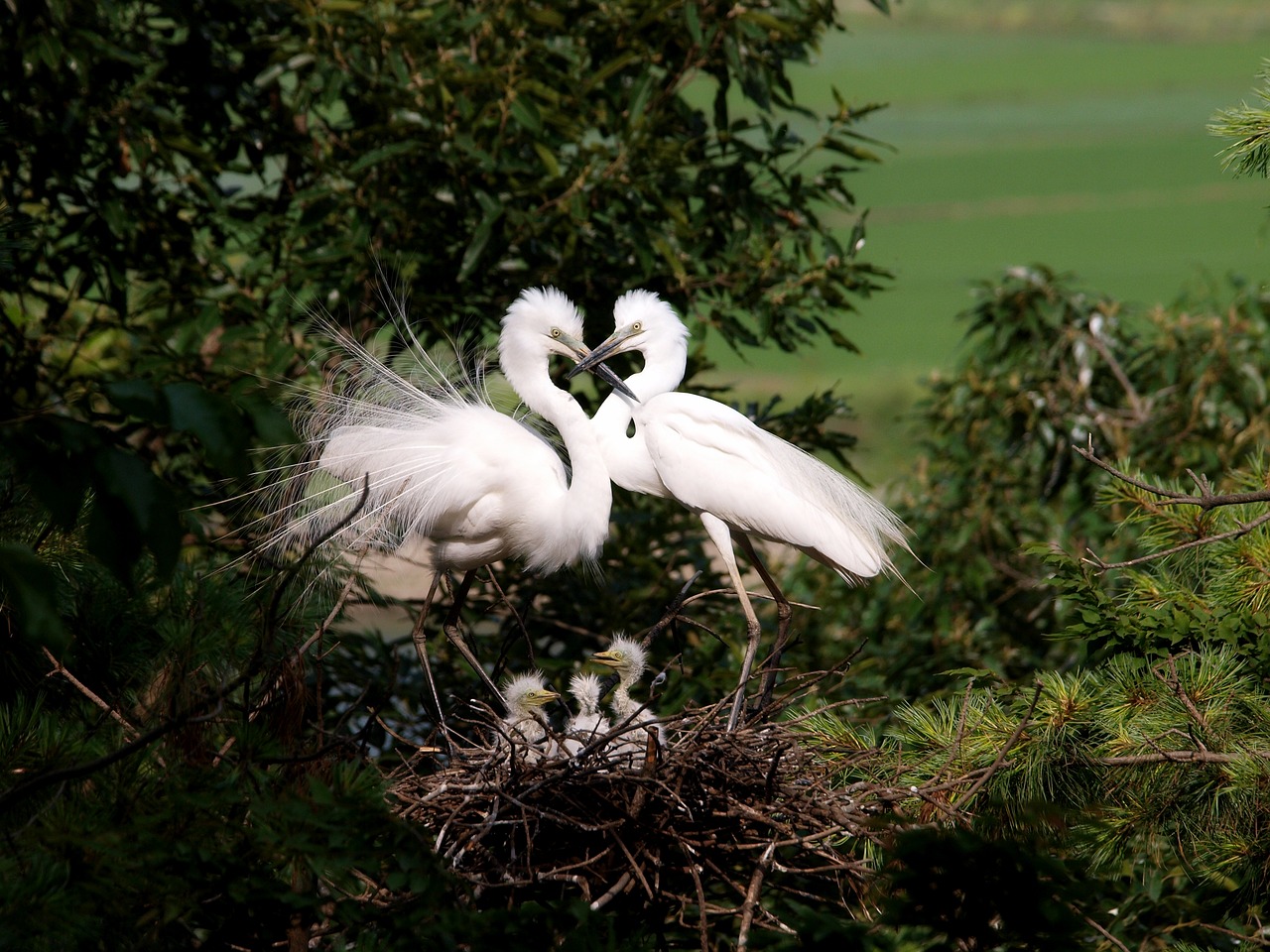 egret herons hart free photo