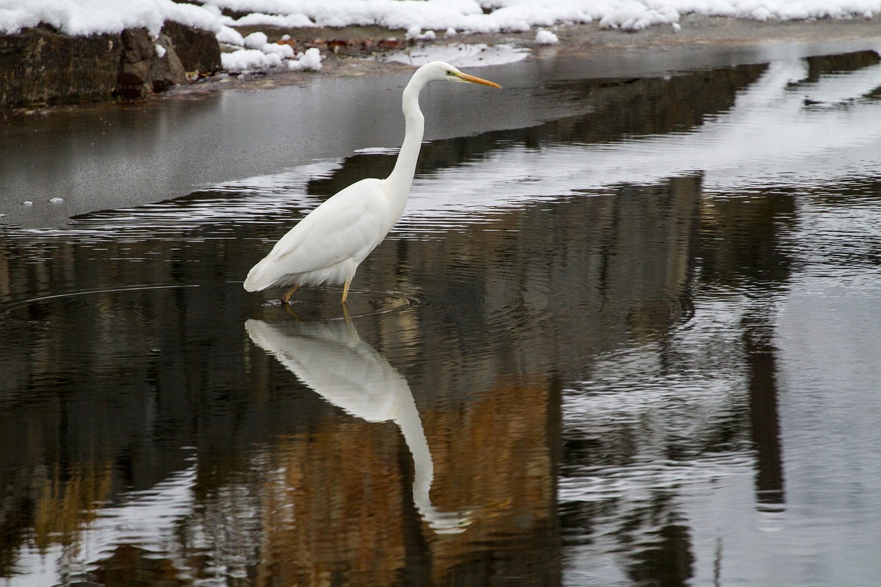 egret winter health snow free photo