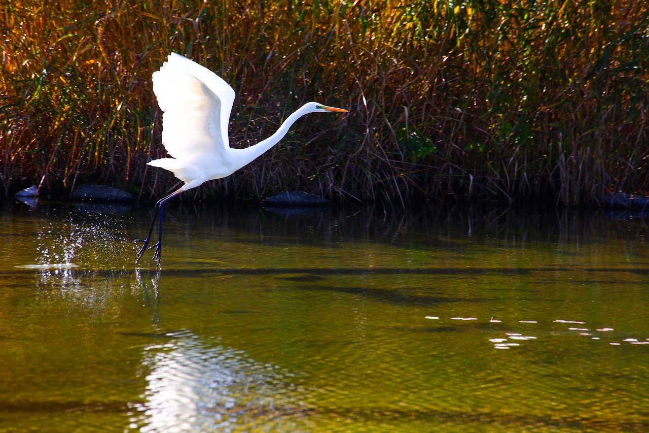 egret standing peace park free photo