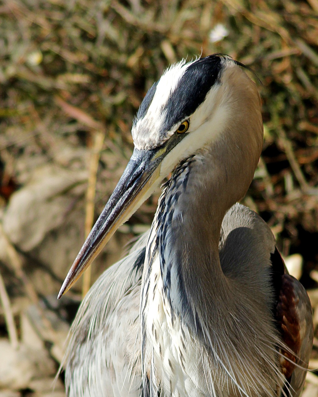 egret bird water free photo