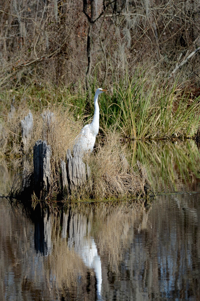 egret  swamp  nature free photo