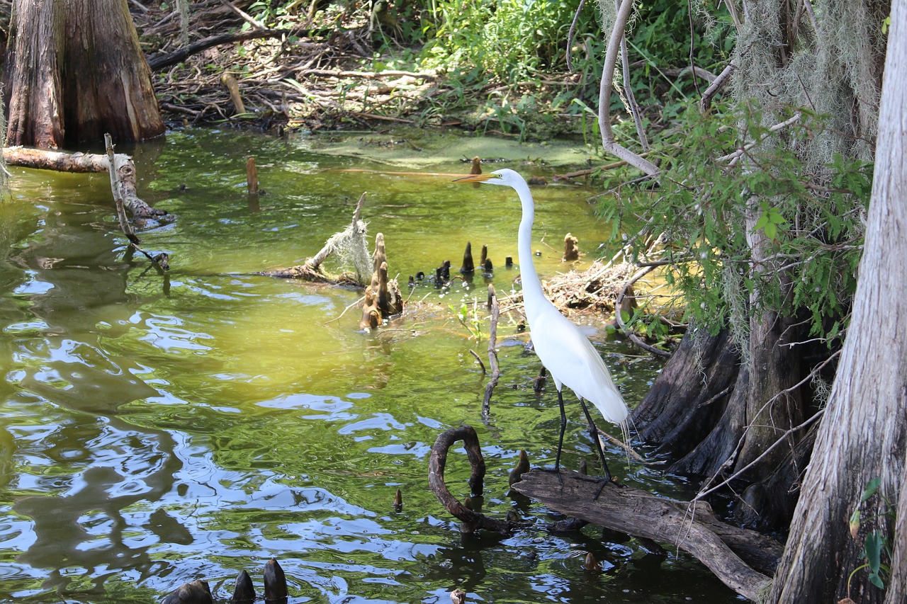 egret  circle be reserve  lakeland free photo