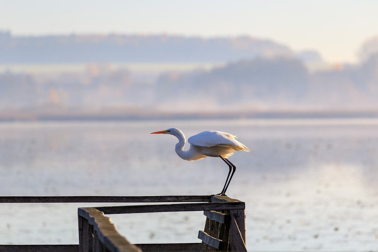 egret  heron  spring lake free photo