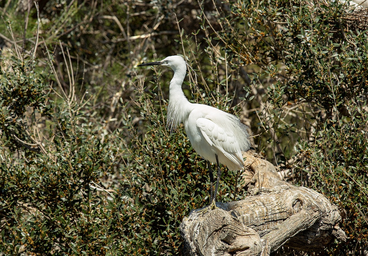 egret  camargue  bird free photo