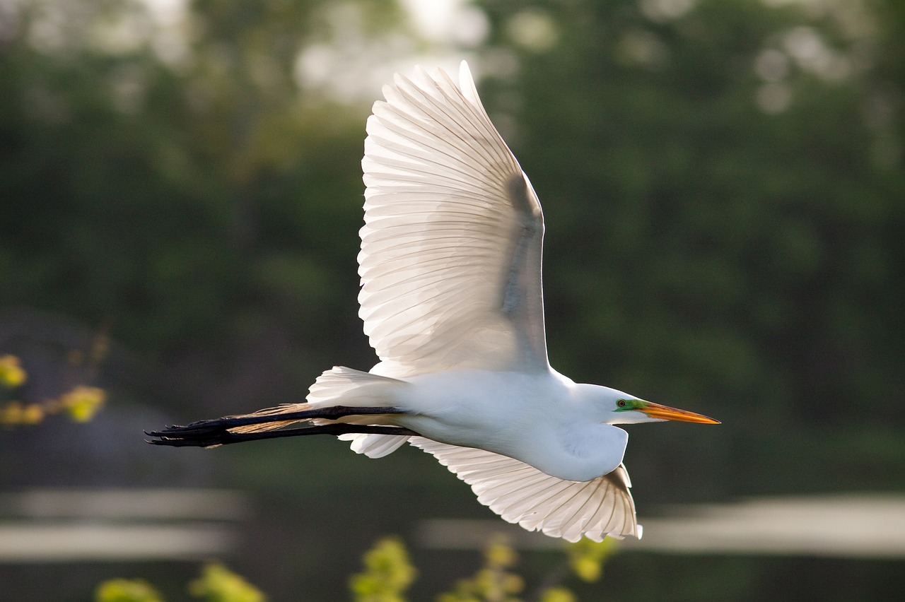 egret  great  bird free photo