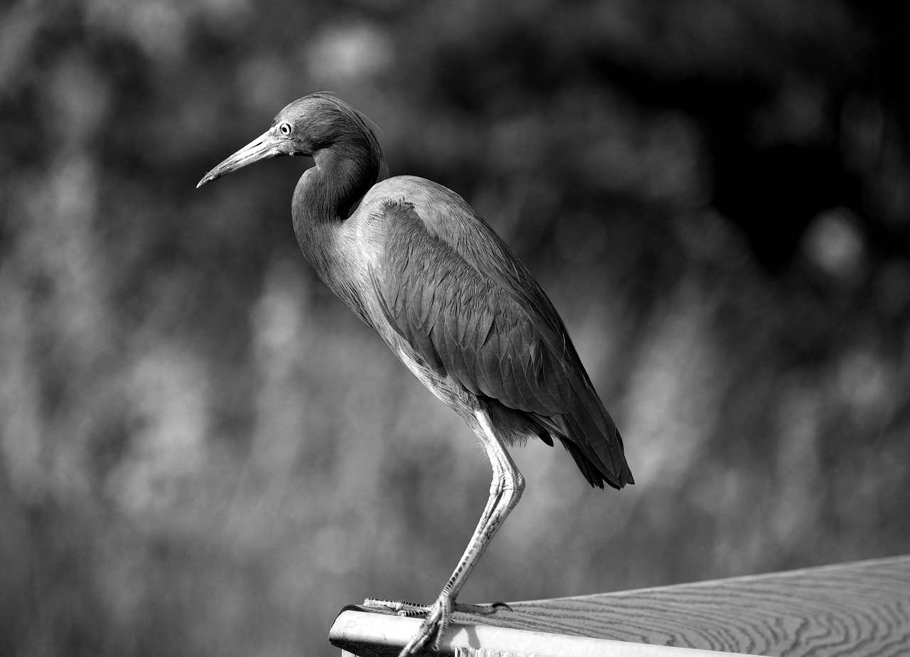 egret  bird  heron free photo