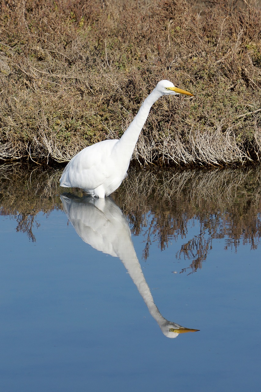 egret  bird  reflection free photo