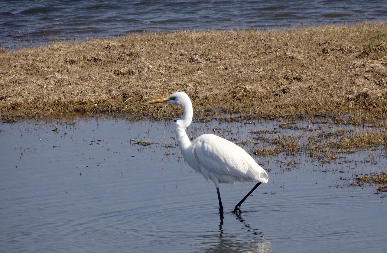 egret  bird  great egret free photo