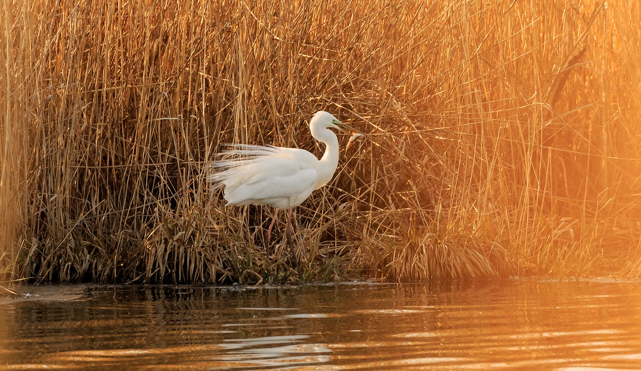 egret  heron  fish free photo