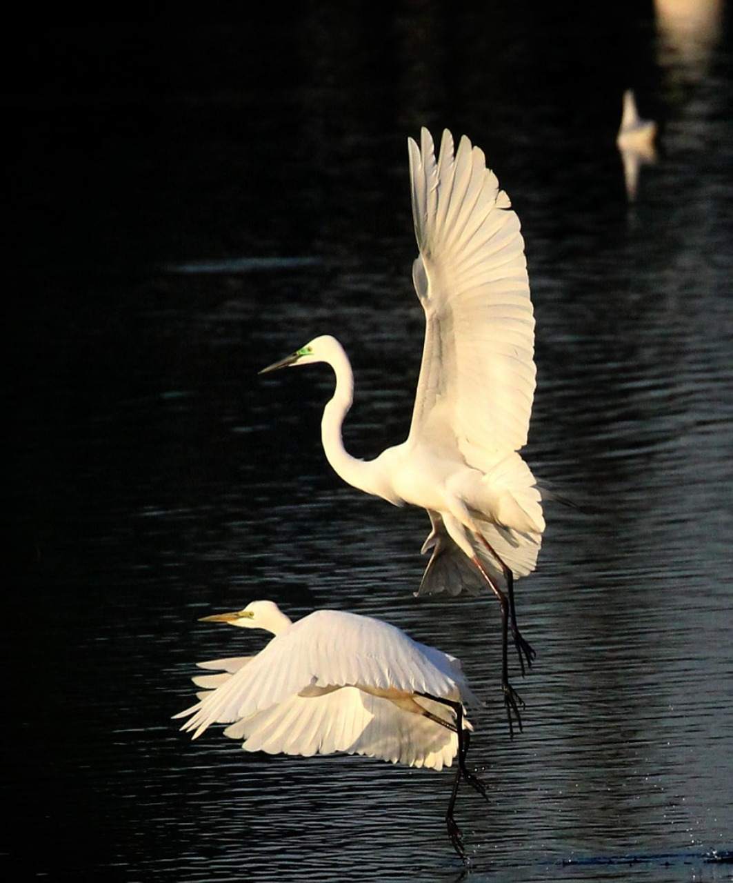 egret  feather  flight free photo